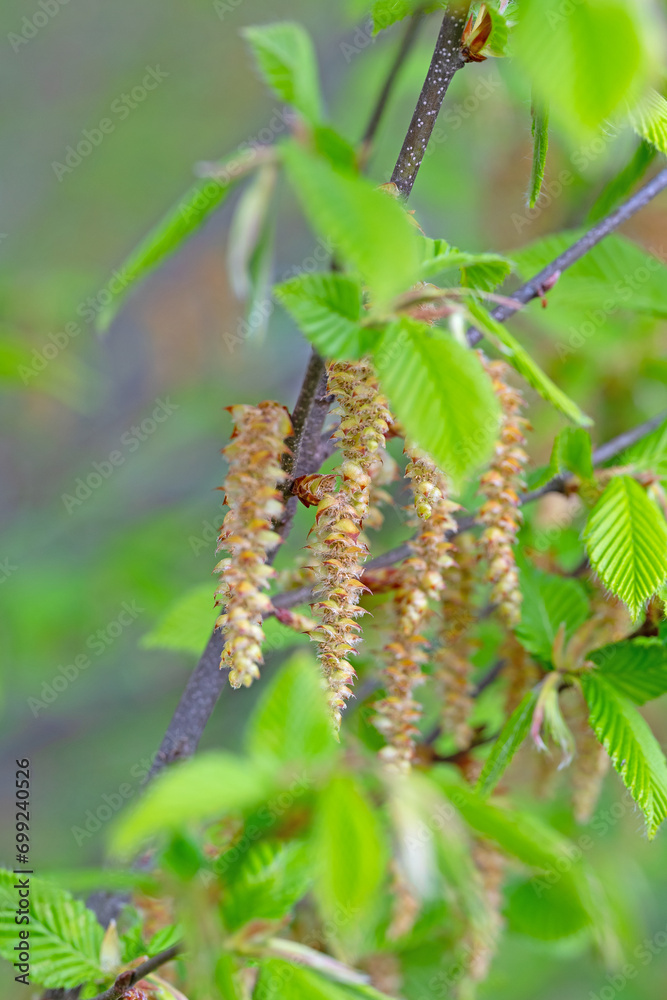 Männliche Blüten der Hopfenbuche, Ostrya carpinifolia Männliche Blüten der Hopfenbuche, Ostrya carpinifolia