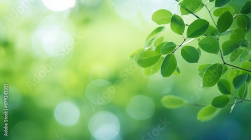 green tree leaves in bokeh background