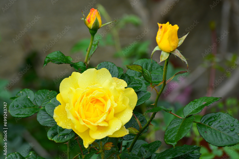 Close up of Fresh beautiful yellow rose in the garden. Close up of Fresh beautiful yellow rose in the garden.