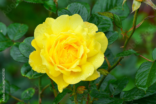 Close up of Fresh beautiful yellow rose in the garden.  