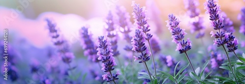 lavender plants and flowers in a blurred background