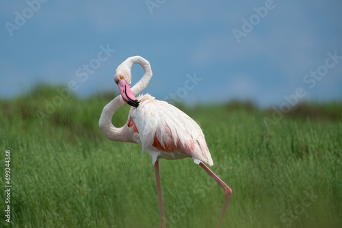 Flamingo scratching its feathers with its beak.