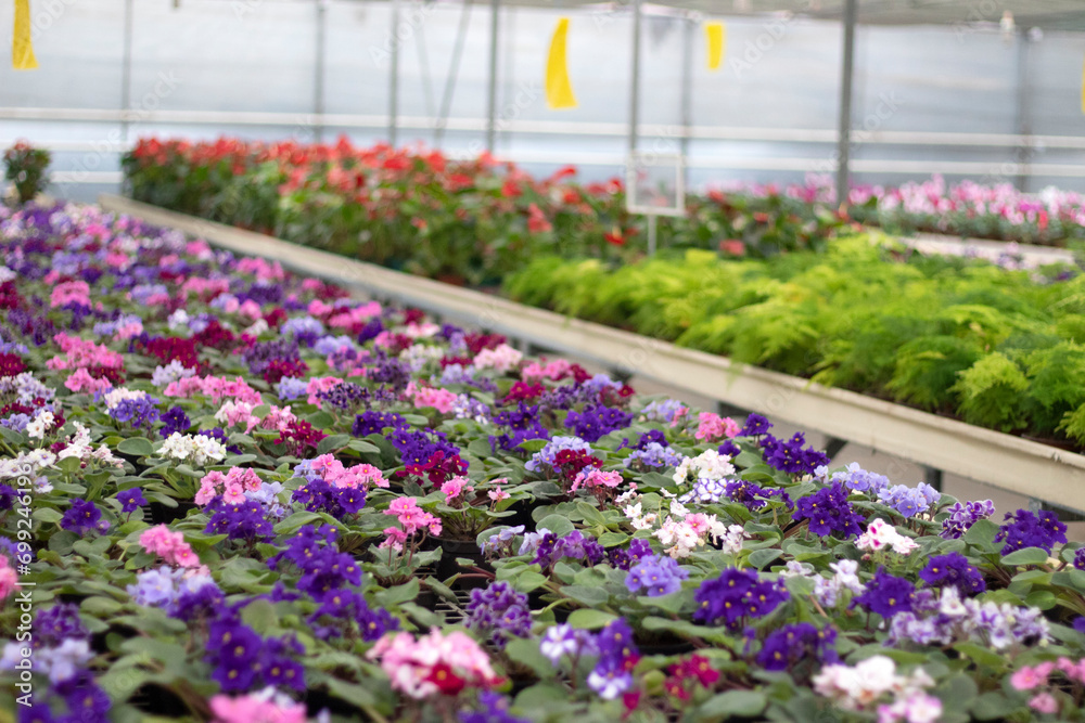 Colorful plants grown in the greenhouse and ready for sale Colorful plants grown in the greenhouse and ready for sale