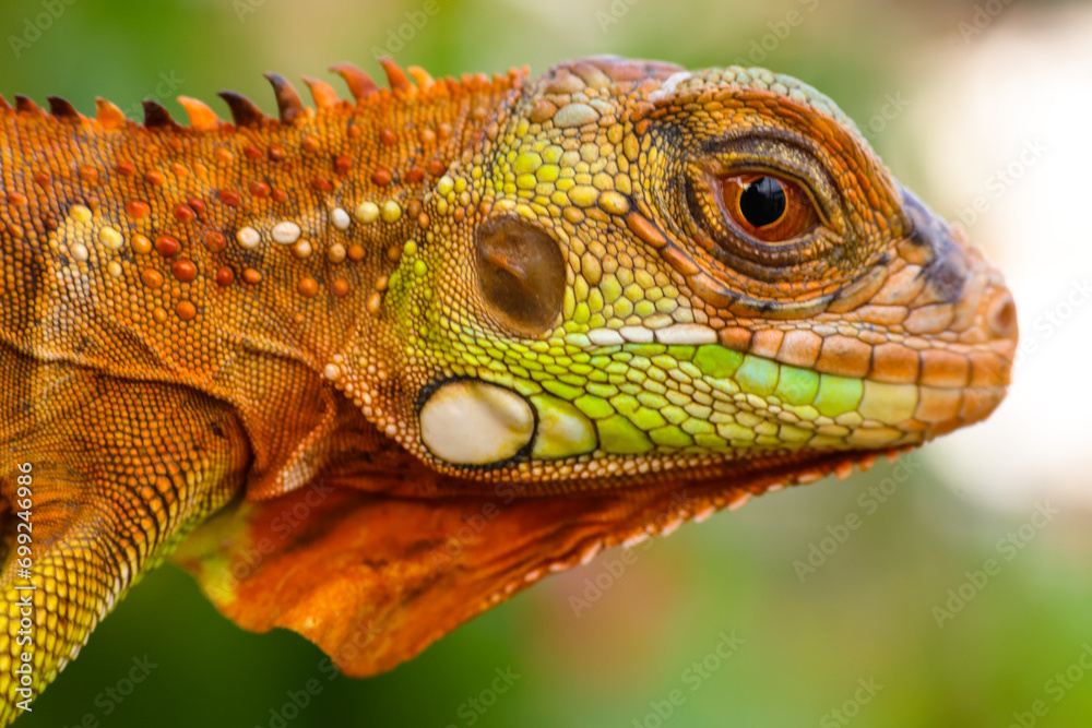 Fototapeta premium The super red iguana