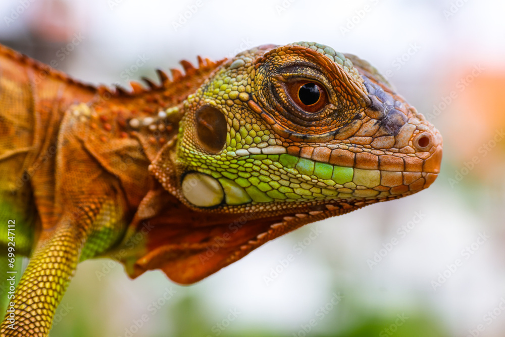 Obraz premium The super red iguana