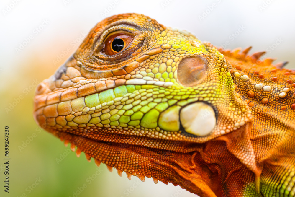 Obraz premium The super red iguana