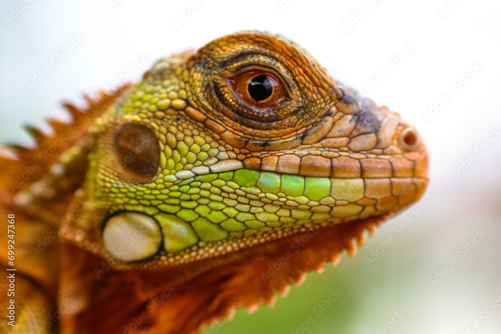 Fototapeta premium The super red iguana