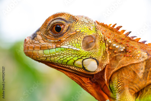 The super red iguana