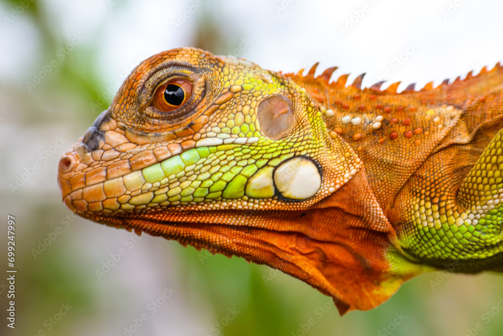 Obraz premium The super red iguana