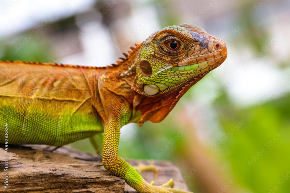 The super red iguana