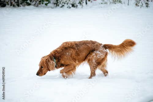 dog in snow