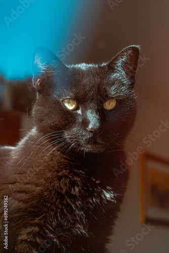 portrait of a cat
