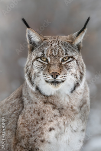 Canvas Print A Portait of a Lynx