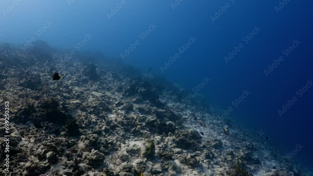 Tiparoo Reef Eagle Ray over the Coral Reef, filmed underwater in the pass of Tiputa ...