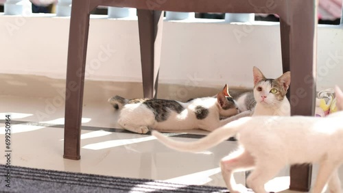 White kitten with blue eyes walks around the cat's mother. Volunteer activities. Helping animals.