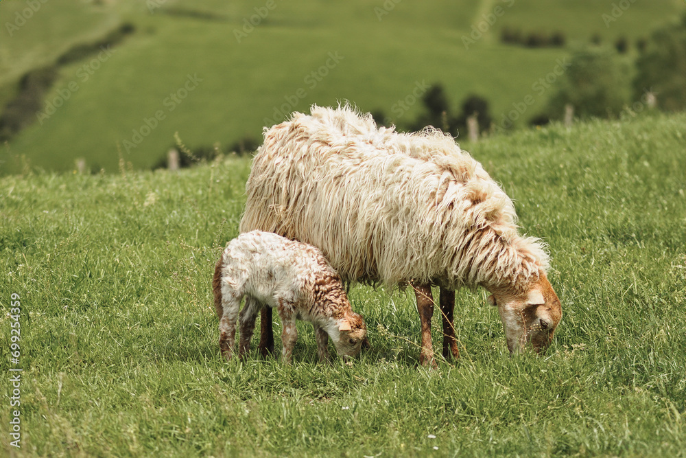 Ewe and lamb grazing together in lush green field Ewe and lamb grazing together in lush green field