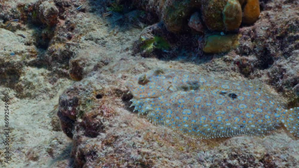 Tiparoo Reef Fabulous Fishes over the coral reef, filmed underwater in the pass of ...