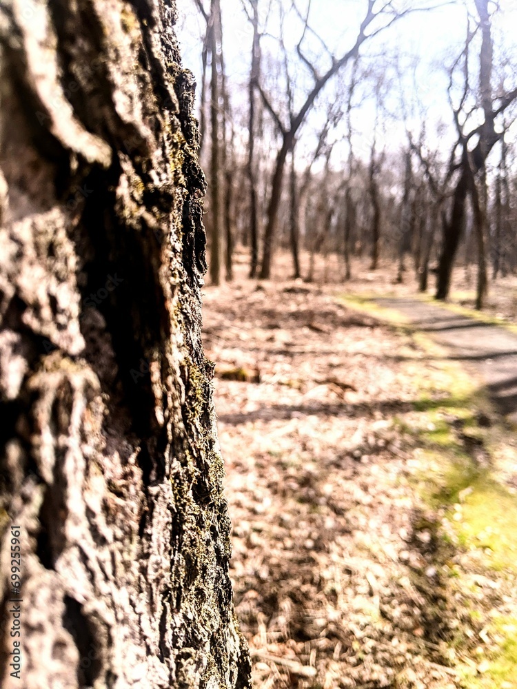 Fototapeta premium trees in the park