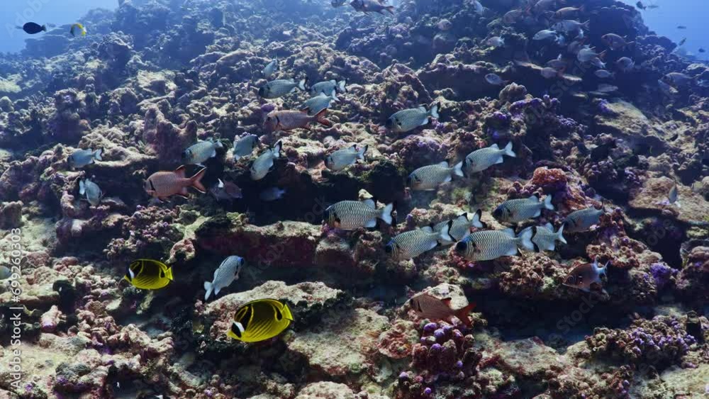Tiparoo Reef Fabulous Fishes over the coral reef, filmed underwater in the pass of ...