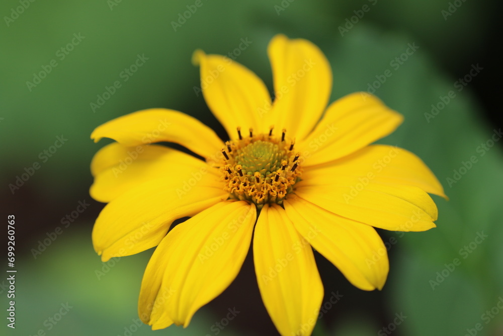 Nahaufnahme gelbe Blumenblüte Nahaufnahme gelbe Blumenblüte