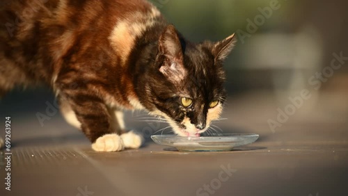 Young little kitten hungrily licking milk from the plate. Another cat joins later photo