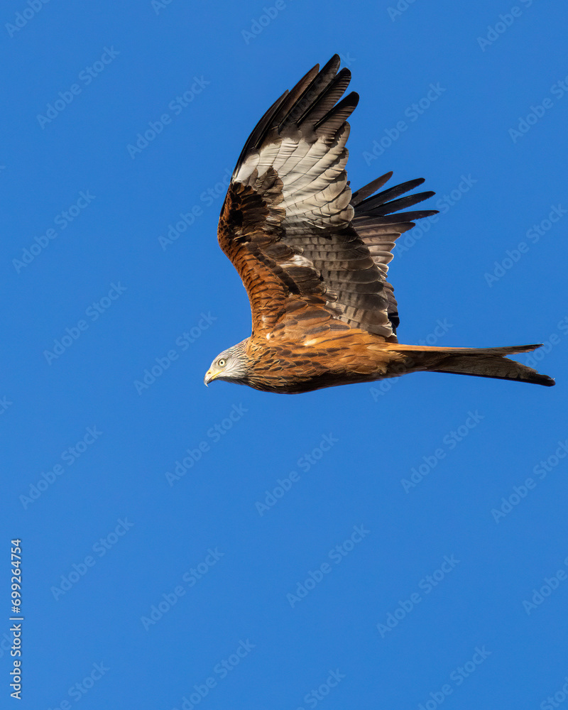 Fototapeta premium Majestic Kite soaring against the backdrop of a lush landscape of trees and terrain