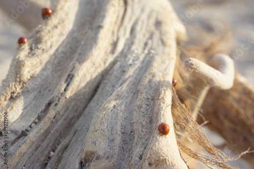 Macro of spotless bright red ladybugs crawling on light-coloured branch, rippled beach in background