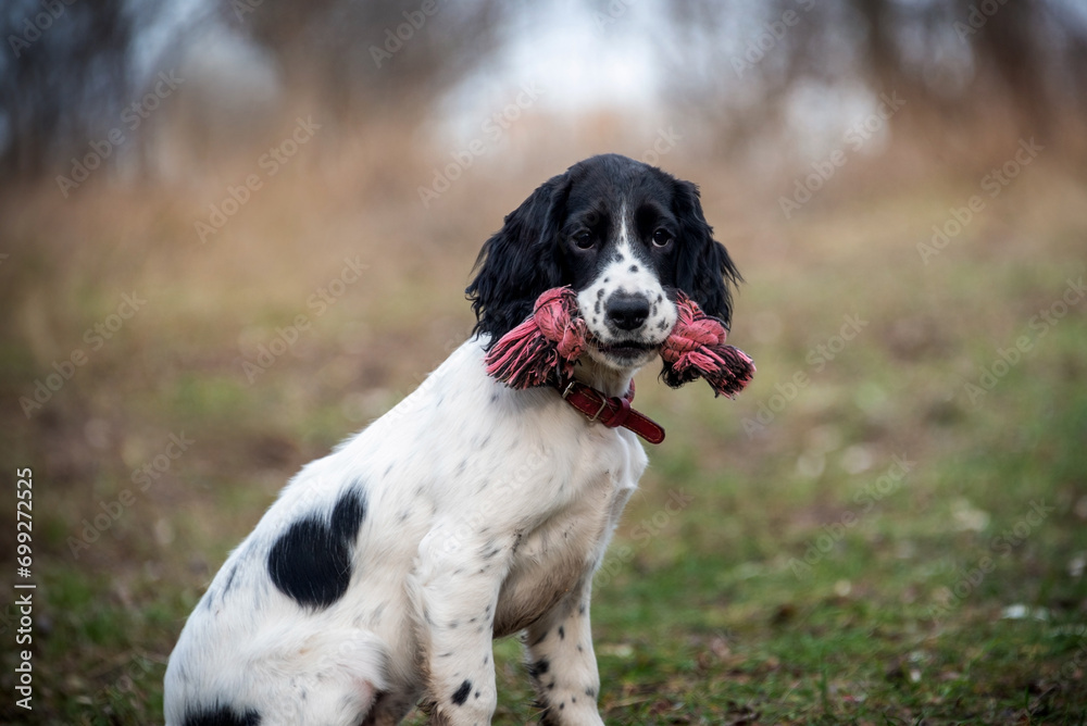 A charming puppy of a hunting spaniel holds a toy in its mouth and sits on a lawn in a park. Breeds of hunting dogs.