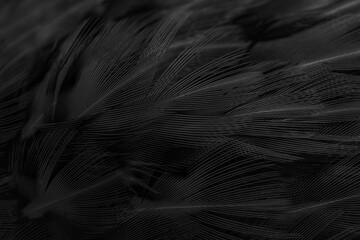 black feathers with an interesting pattern. background
