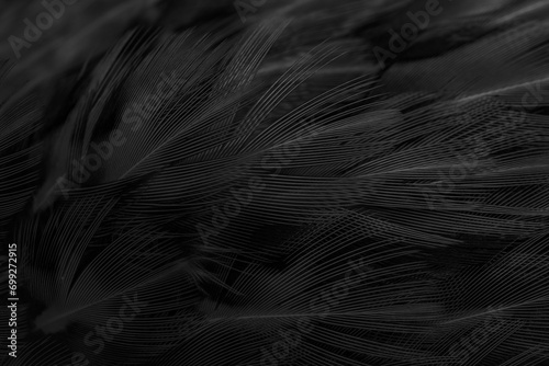 black feathers with an interesting pattern. background photo