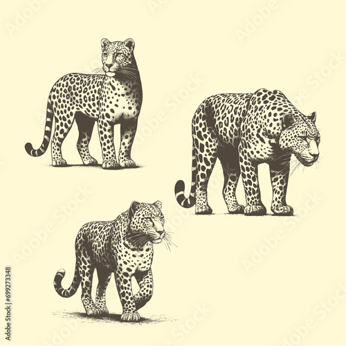 Handdrawn Illustrations of Leopards in cross hatching style photo