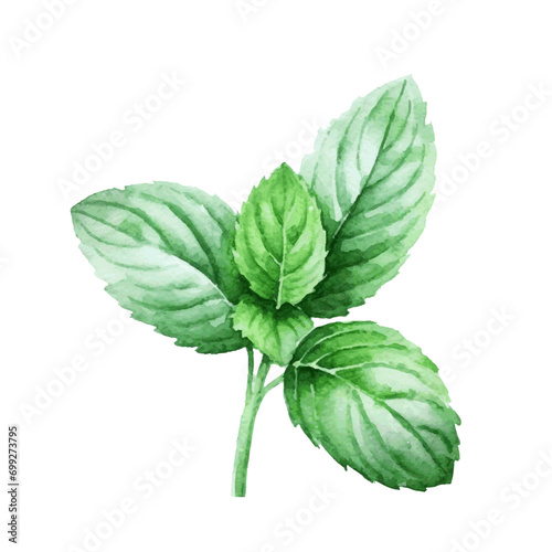 green mint herb with leaves watercolor paint on white for greeting card wedding design