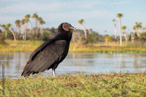 A black vulture suns itself at dawn at Orlando Wetlands Park east of Orlando, Florida. photo