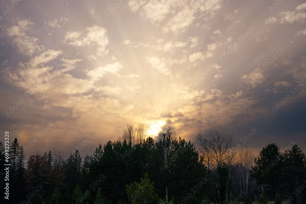 sunset in the forest