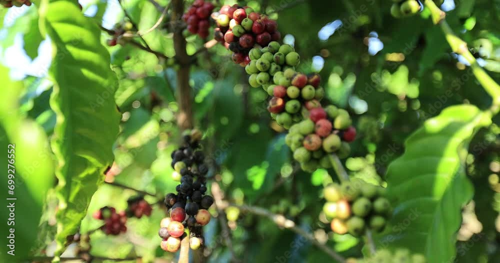Coffee beans grow on tree Coffee beans grow on tree