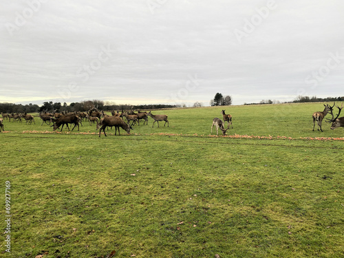 A view of a Herd of Red Deer