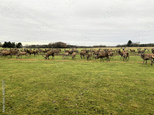A view of a Herd of Red Deer © Simon Edge
