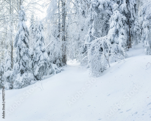 A picturesque winter landscape of mountain forest with snow covered fir trees