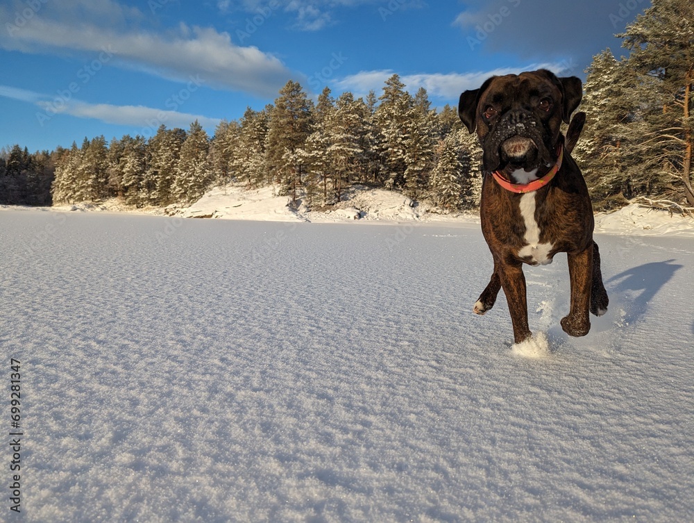 Boxer dog playing on ice