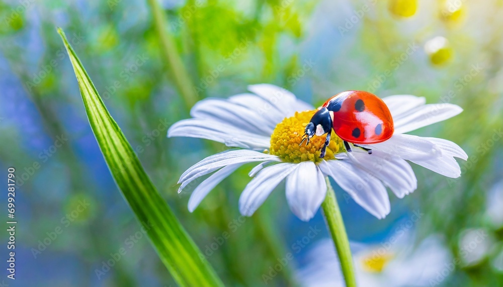 Macro image of a ladybug on a daisy flower outdoors with blurred background