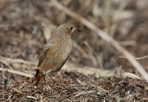 Common redstart female on branch, Phoenicurus phoenicurus, birds of Montenegro