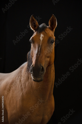 Fototapeta Naklejka Na Ścianę i Meble -  Portret gniadego konia na czarnym tle 