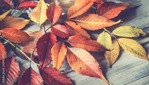 autumn leaf background image  16 9 widescreen wallpaper