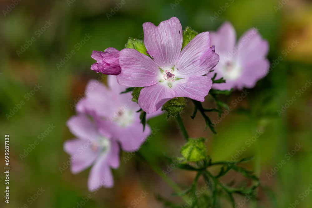 Close up of Musk mallow (malva moscahta) flowers in bloom Close up of Musk mallow (malva moscahta) flowers in bloom