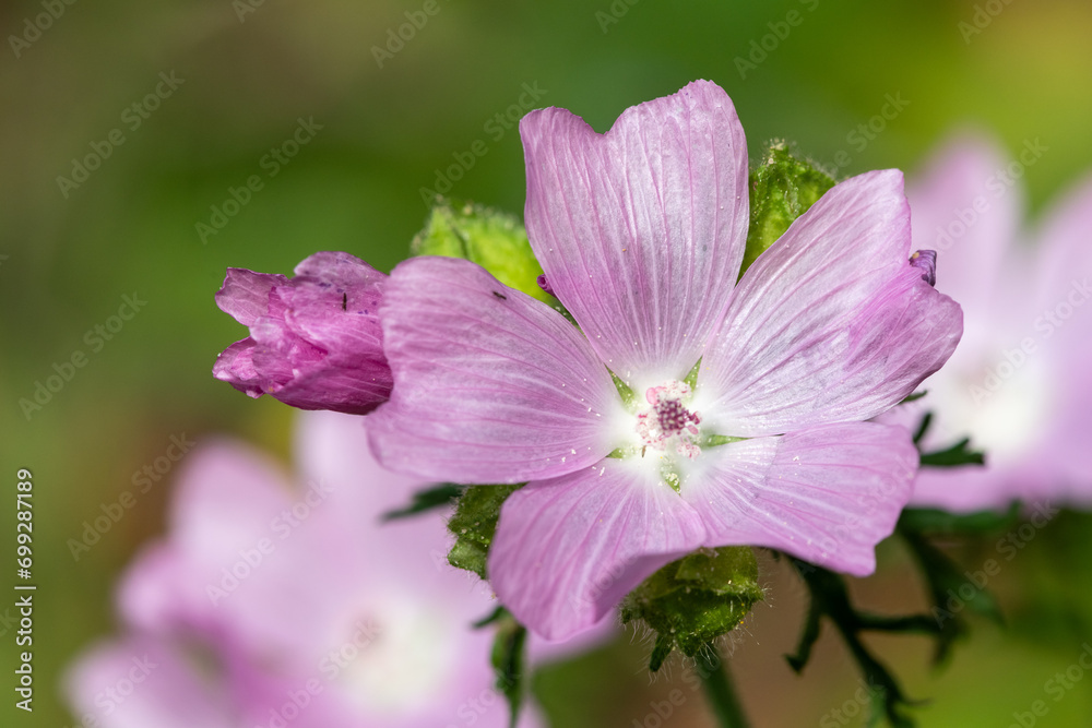 Close up of Musk mallow (malva moscahta) flowers in bloom Close up of Musk mallow (malva moscahta) flowers in bloom