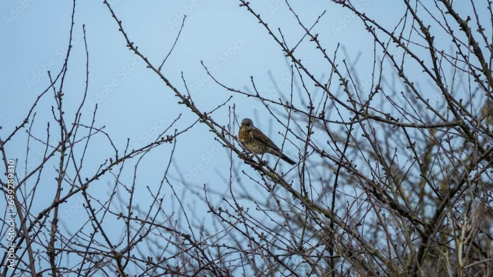fieldfare (Turdus pilaris) eating berries amongst branches of a late autumn tree, Wiltshire UK fieldfare (Turdus pilaris) eating berries amongst branches of a late autumn tree, Wiltshire UK