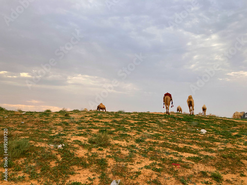 Camels in Nafud, east of Buraydah Al-Qassim, Saudi Arabia photo