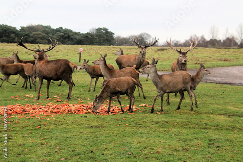 A view of a Herd of Red Deer