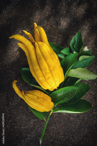 Buddha hand citrus fruit. Yellow Organic fingered citron, Buddha's Hand Citrus Fruit with Fingers, flowers and leaves of plant, vertical image. Aromatherapy concept photo