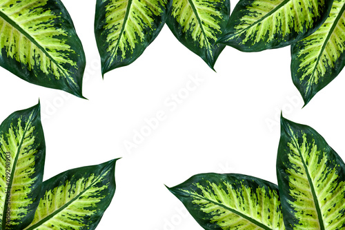 Leaves dieffenbachia frame plant isolated background Dark green leaf with light pattern houseplant view Great background your text cosmetic product For catalog banner postcard poster Copy space